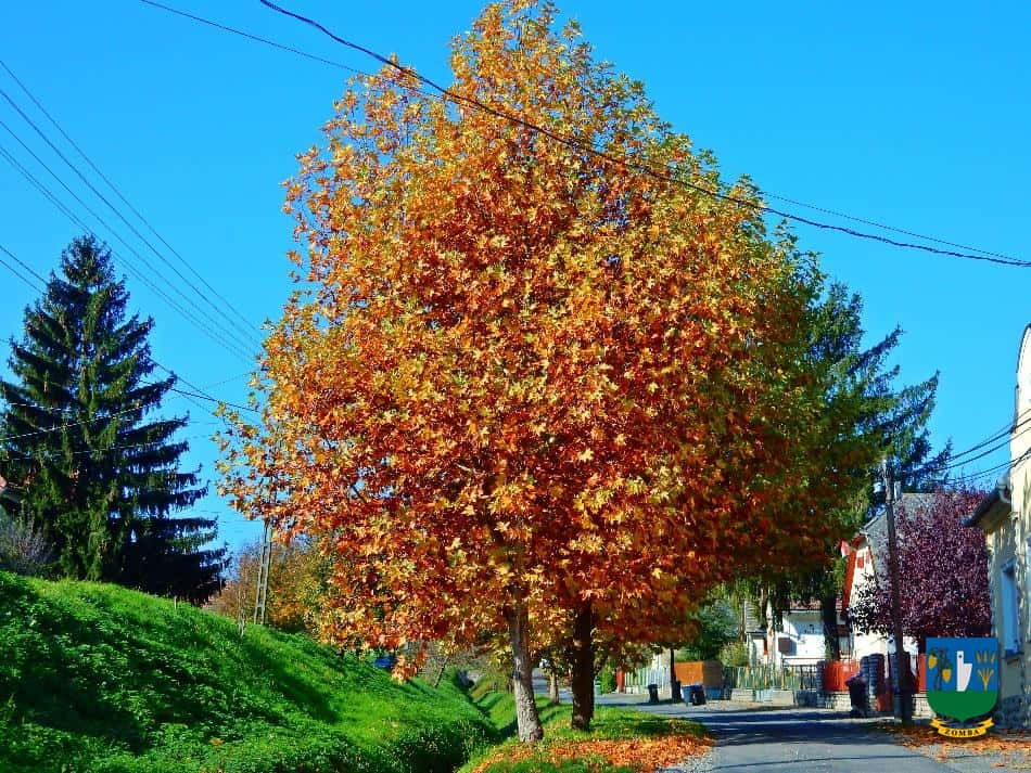 2016. Ősz