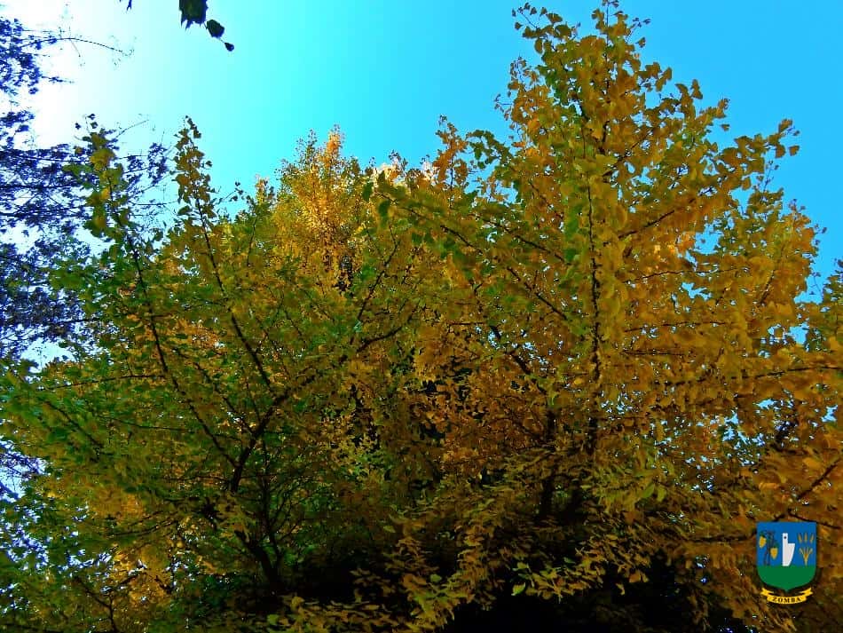 2016. Ősz