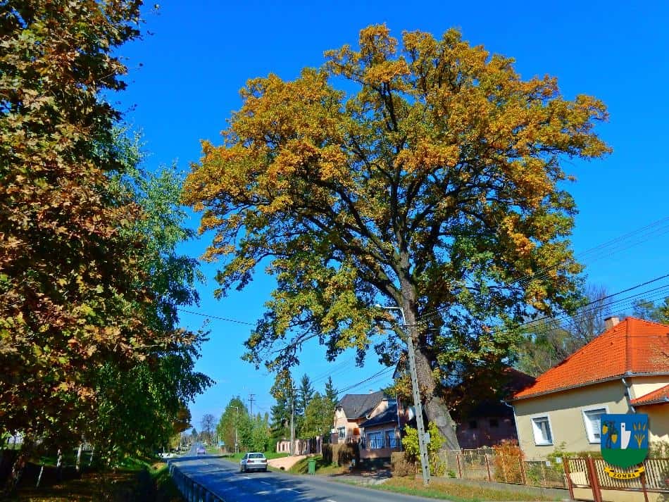 2016. Ősz