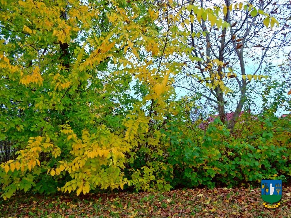 2016. Ősz