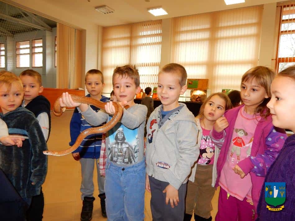 2016. január 15. Hüllőbemutató